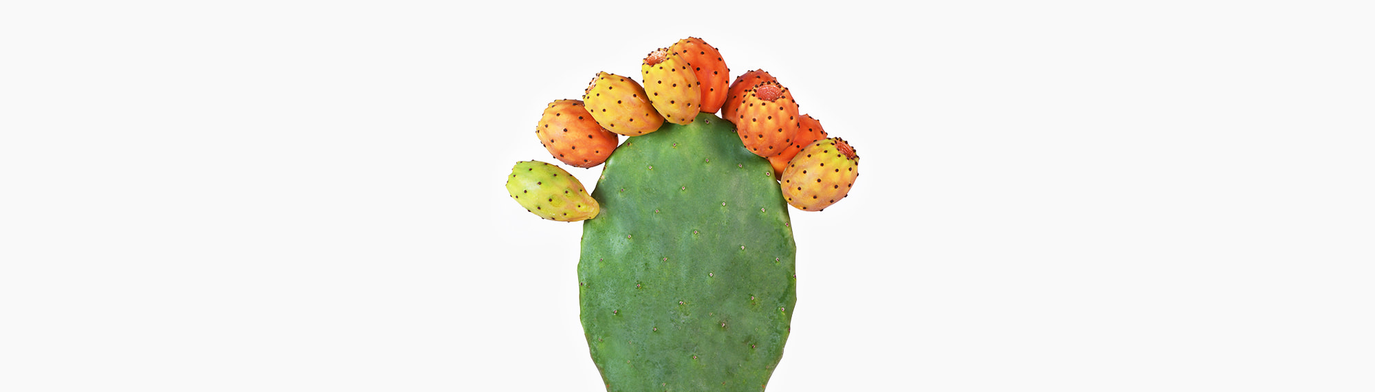 🌵 Prickly Pear Cactus