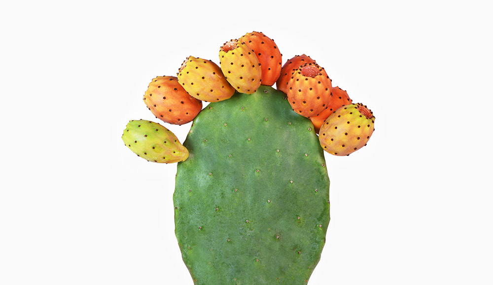 🌵 Prickly Pear Cactus