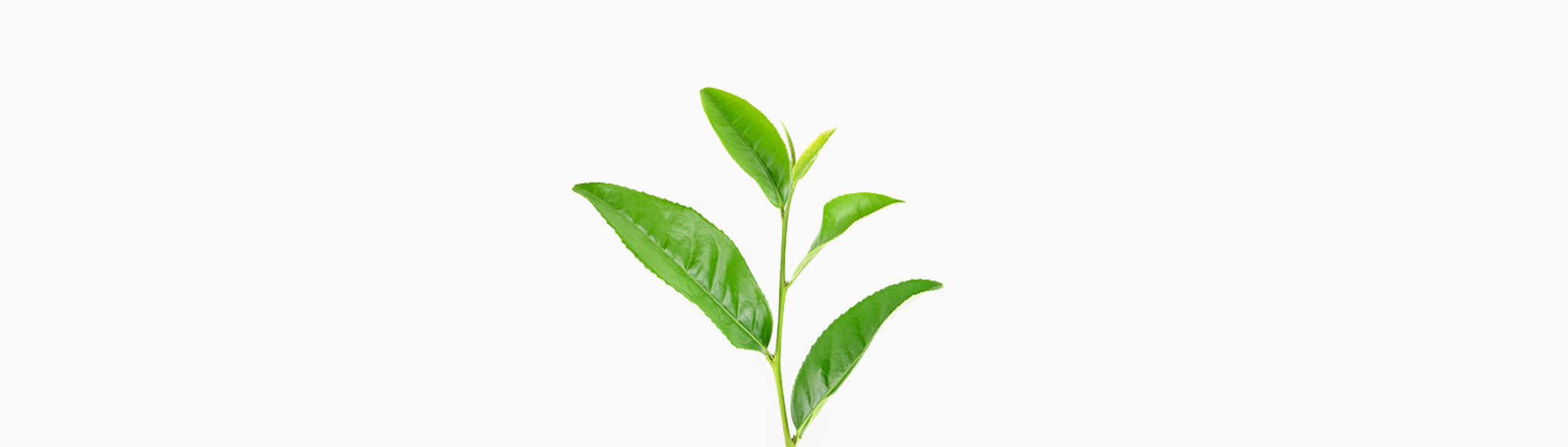 🌿 Green Tea Plant